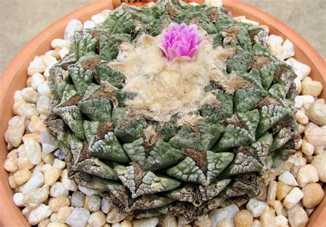 Ариокарпус растрескавшийся - Ariocarpus fissuratus - Мир кактусов