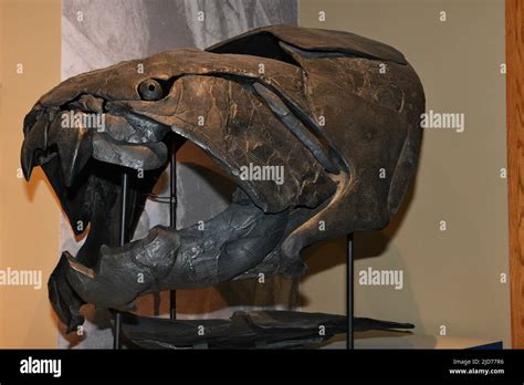 The Dunkleosteus A Prehistoric Fish Stock Photo Alamy