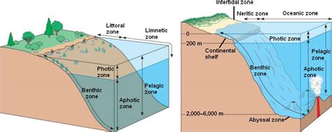 Benthic Zone Lake