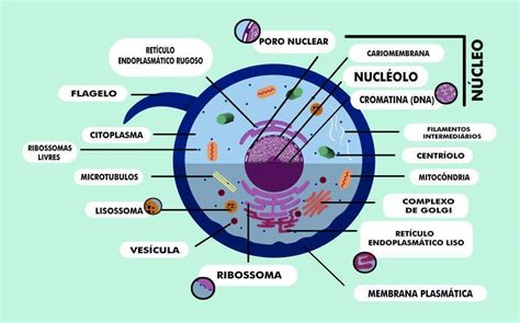 Célula Animal Organelas E Suas Funções - Célula animal: componentes, funções e diferenças da vegetal