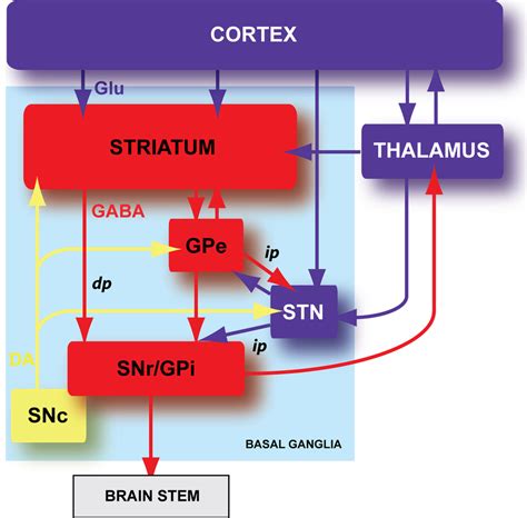 schematic organization   basal ganglia basal ganglia