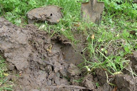 Giant Gippsland Earthworm Habitat Gallery