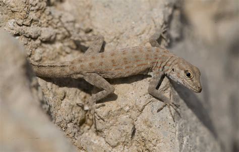 Rock Semaphore Gecko Pristurus Rupestris Photo Wildlifeuae