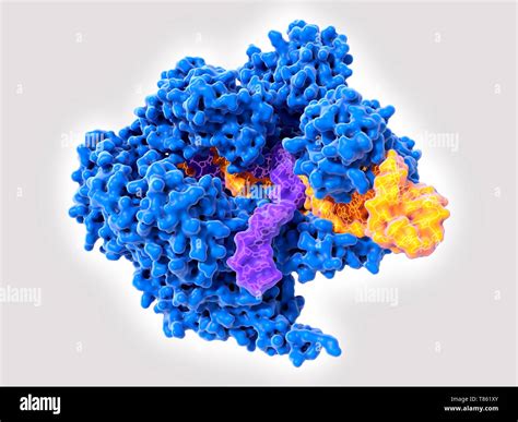 Crispr Cas9 Gene Editing Complex Illustration Stock Photo Alamy