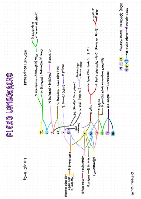 Plexo Lumbar Resumen Moore Fundamentos De Anatom A Con Orientaci N