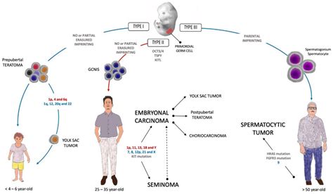 Cancers Free Full Text Molecular Biology Of Pediatric And Adult Male Germ Cell Tumors