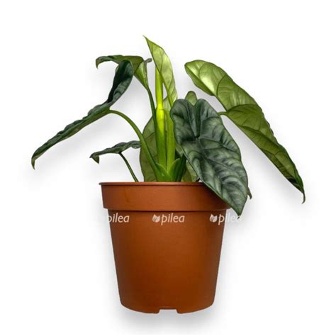 Алоказия купить в интернет-магазине Pilea с доставкой по Москве и области