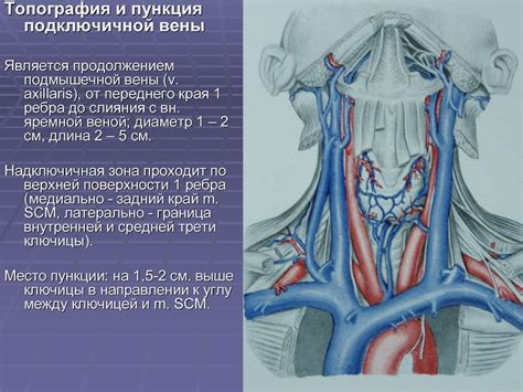Топографическая анатомия и оперативная хирургия шеи - online presentation