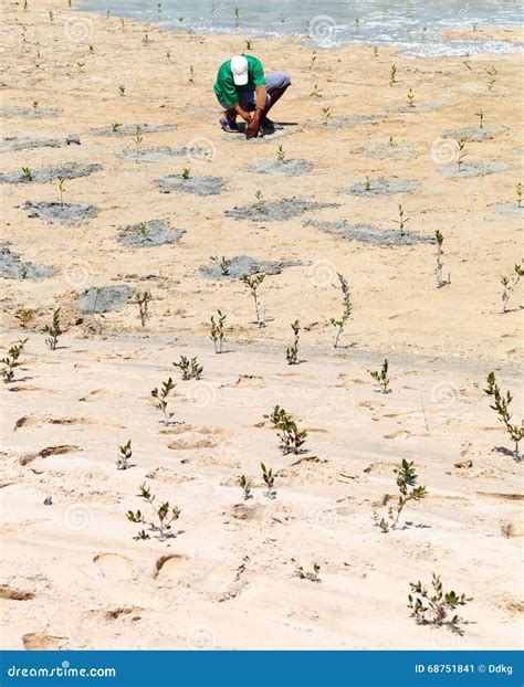 Mangrove Rehabilitation Stock Image Image Of Trees Agriculture