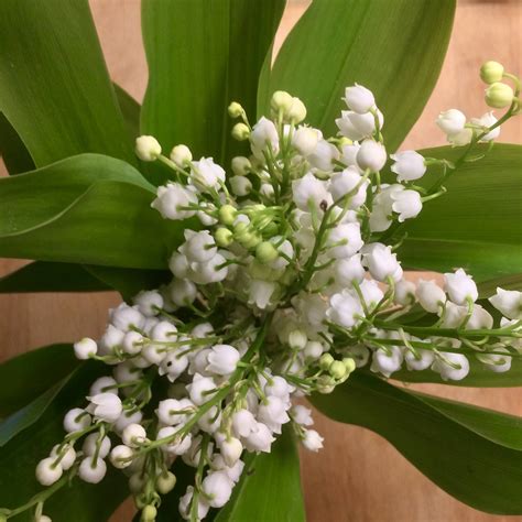 The French Village Diaries Smile It S World Naked Gardening Day