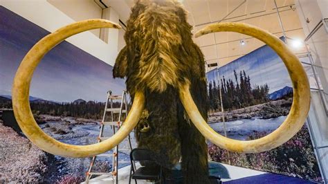 Scientists say they’re a step closer to reviving mammoths. What could