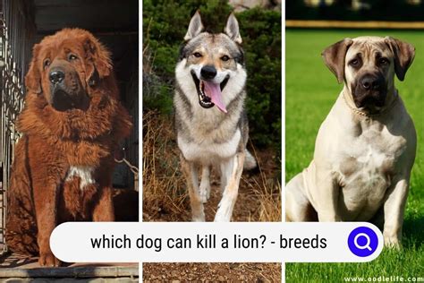Which Dog Can Kill A Lion Breeds Oodle Life