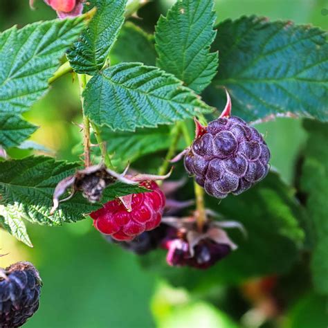 Best Raspberry Plants To Grow In The Uk Roots Plants