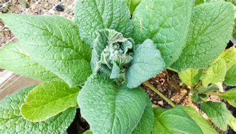 How to Grow Borage - Iris and Honey