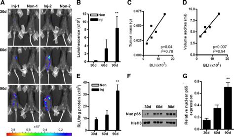 Nf κb Reporter Activity Increases During Ovarian Cancer Progression