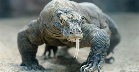 Komodo Dragons Are Covered in a Suit of Armor Under Their Scales