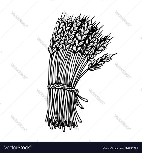 Wheat Bundle Vector