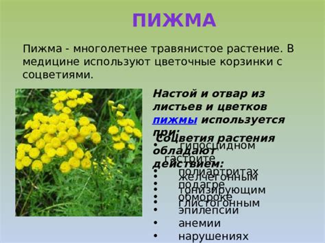 Презентация к уроку Окружающего мира во 2 классе "Растения в домашней ...