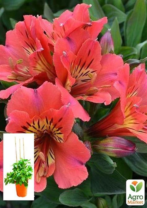 Альстромерия (перуанская лилия) "Valley Girl" С2 высота 30-60см ...