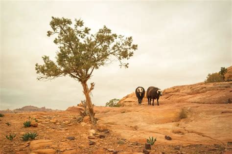 Road Trip En Jordanie Une Semaine Que Faire Yourtopia