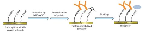 Self Assembled Monolayer Kit Amine Coupling Kit Cas Dojindo