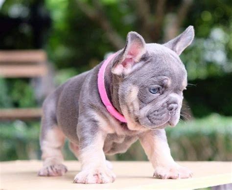 En Uygun Blue Tan French Bulldog DİŞİ Erkek Satili 235418 Biköpek