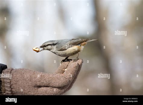 Oiseau De La Main Banque De Photographies Et Dimages Haute