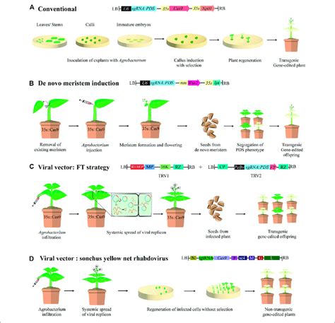 | Agrobacterium mediated delivery of CRISPR gene-editing reagents in ...