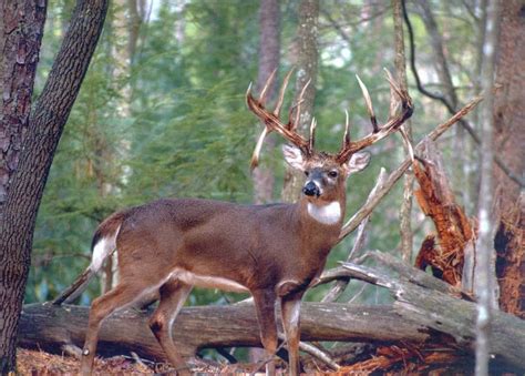 [100+] Buck Pictures | Wallpapers.com