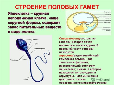 Презентация на тему: "ФОРМЫ РАЗМНОЖЕНИЯ ОРГАНИЗМОВ Выполнила учитель ...