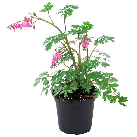 Tr Nendes Herz Rosa Topf Ca Cm Dicentra Spectabilis Kaufen Bei Obi