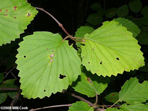 Southern Arrowwood Viburnum Dentatum