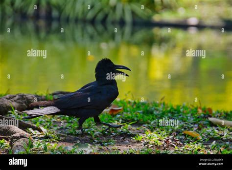 Pretty Old Jungle Crow Corvus Macrorhynchos Walks By The River