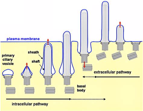 Centrobin Functions In Centriole Duplication Primary Ciliogenesis And