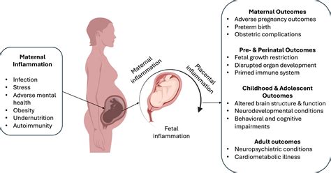 Immune Alterations In The Intrauterine Environment Shape Offspring Brain Development In A Sex