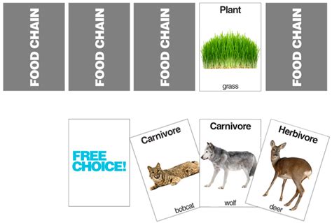 E Is For Explore Food Chain Card Game
