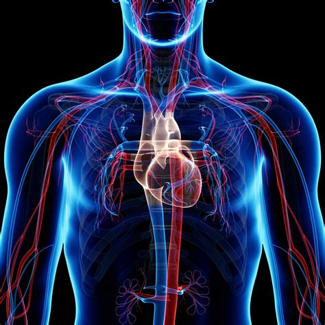 Vasculares O Que É - O Que é Sistema Vascular - ZULEDU