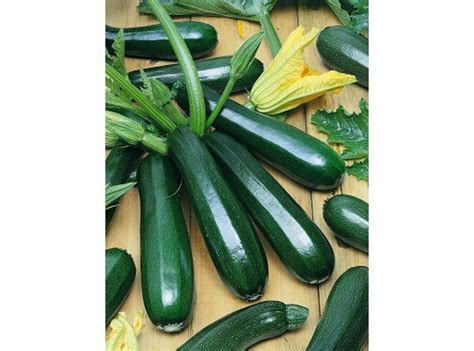 Купить Семена Кабачка / Сорт КАНДЕЛА / Москва / Доставка