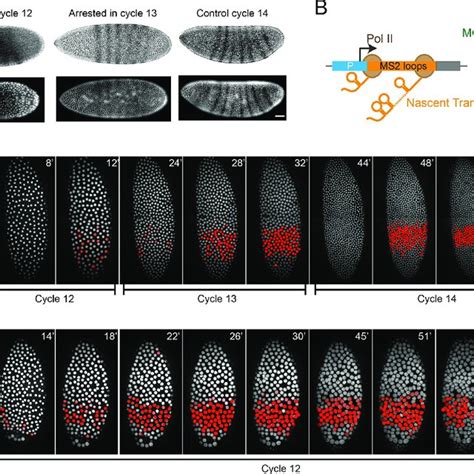 Visualization Of The Spatiotemporal Features Of Zygotic Gene Expression