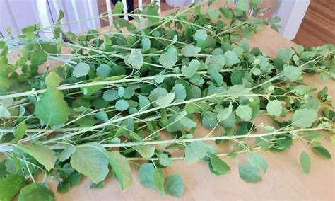 Papalo: Grow A Fantastic Cilantro Substitute | Epic Gardening