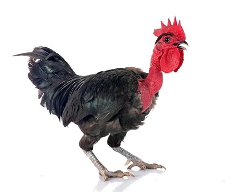 Premium Photo Bantam Naked Neck Chicken In Studio
