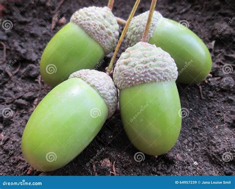 Acorn Seeds Stock Image Image Of Store Pods Cluster 64957239