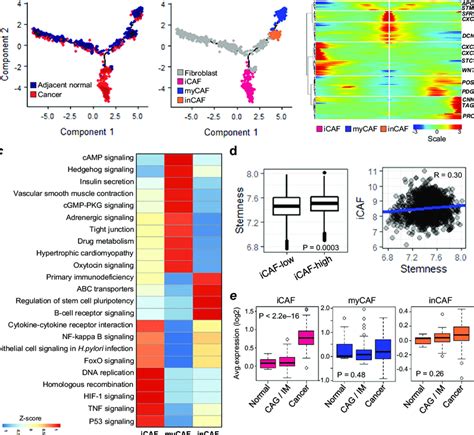 Cancer Associated Fibroblast Caf Heterogeneity And Pro Stemness In