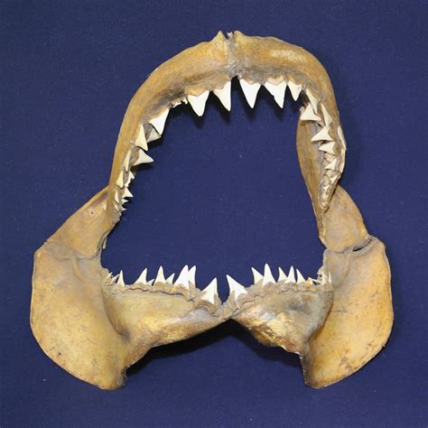 Mediterranean great white sharks found to have 3.2 million-year-old origins