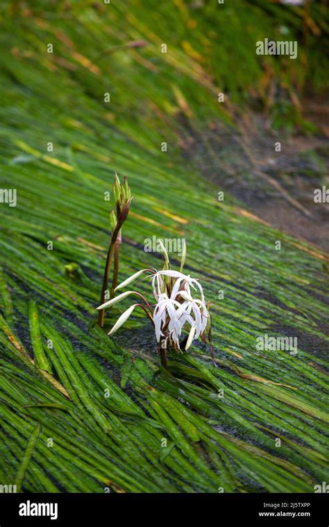 Crinum Thaianum Thai Onion Plant Water Onion Onion Plant Is An
