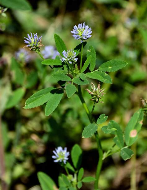 Trigonella caerulea - Изображение особи - Плантариум