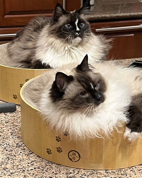 How To Buy a Ragdoll Cat: What to Know, Look for and Avoid