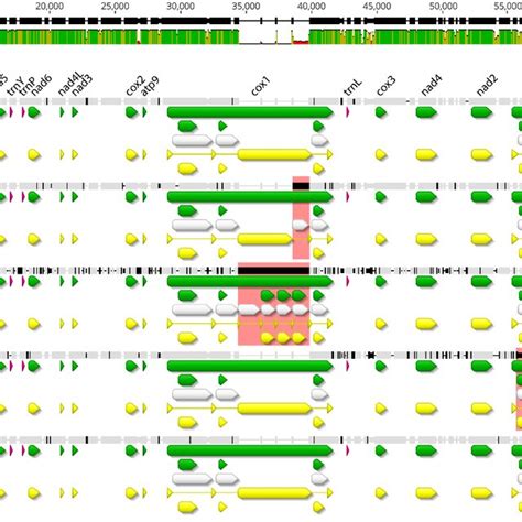 Mafft Alignment Of S Endobioticum Mitogenomic Structural Variants Per