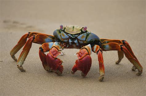 How Many Legs Do Crabs Have The Surfing Handbook