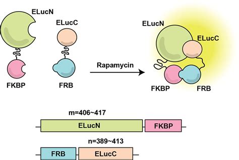 Luciferase Based Biosensors In The Era Of The Covid Pandemic Acs